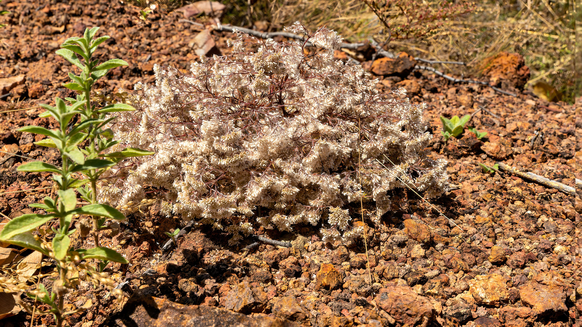 Kakadu National Park - Yurmikmik Walk